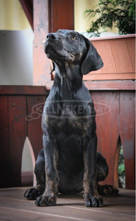 Catahoula Törzskönyves Leopárdkutya eladó