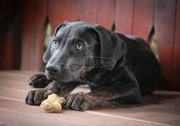 Catahoula Törzskönyves Leopárdkutya eladó - 3/9