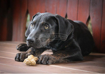 Catahoula Törzskönyves Leopárdkutya eladó