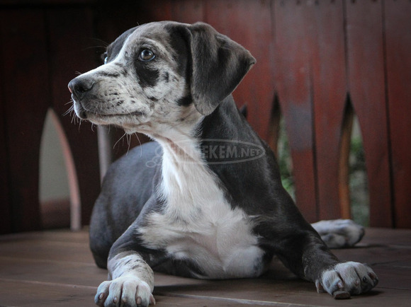 Catahoula Törzskönyves Leopárdkutya eladó - 5/9