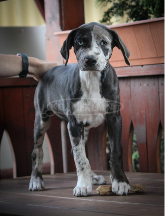 Catahoula Törzskönyves Leopárdkutya eladó - 6/9