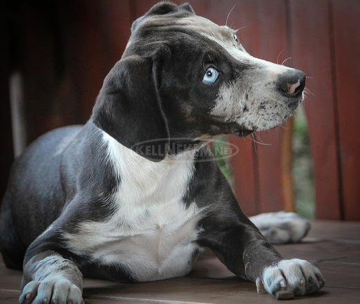 Catahoula Törzskönyves Leopárdkutya eladó - 8/9