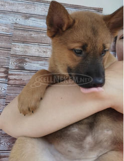 Thai Ridgeback jellegű kiskutyák gazdit keresnek