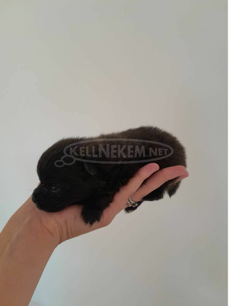 Spicc kölykök foglalhatóak - 5/7