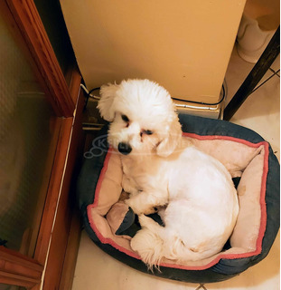 Máltai selyemszörű fiú kutyus eladó Máltai selyemszörű fiú kutyus eladó