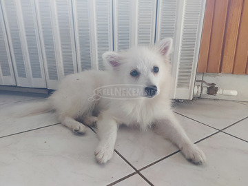 Spicc fehér kislány kutyus eladó Spicc fehér kislány kutyus eladó