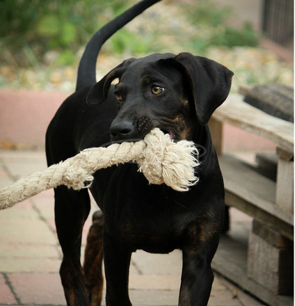 Catahoula Törzskönyves Leopárdkutya eladó - 3/6