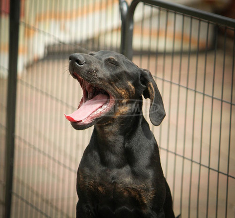 Catahoula Törzskönyves Leopárdkutya eladó - 4/6