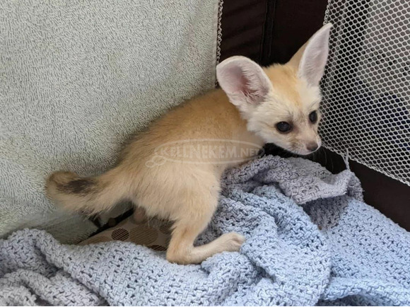 Játékos Fennec Foxes cicák már indulásra készen - 1/3