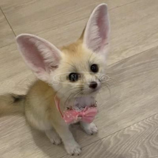 Játékos Fennec Foxes cicák már indulásra készen