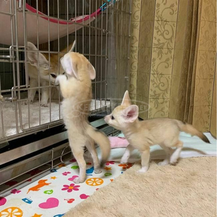 Játékos Fennec Foxes cicák már indulásra készen - 3/3