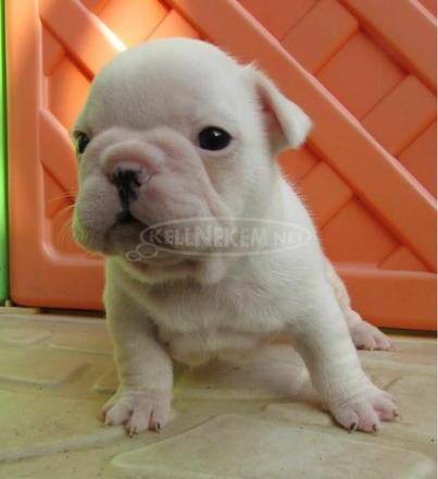 Imádnivaló francia bulldog kölykök. - 2/3