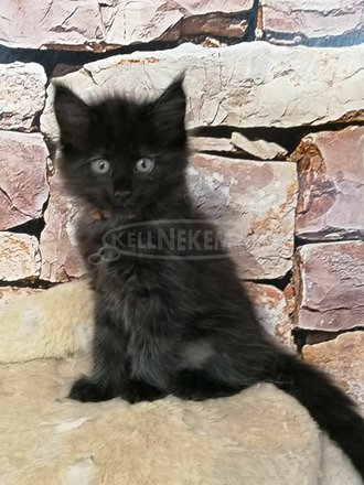 Maine Coon cicák keresik felelősségteljes álomgazdiukat - 2/3