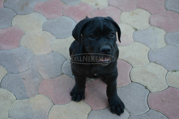 Cane Corso Kölykök Gazdát keressnek - 1/8