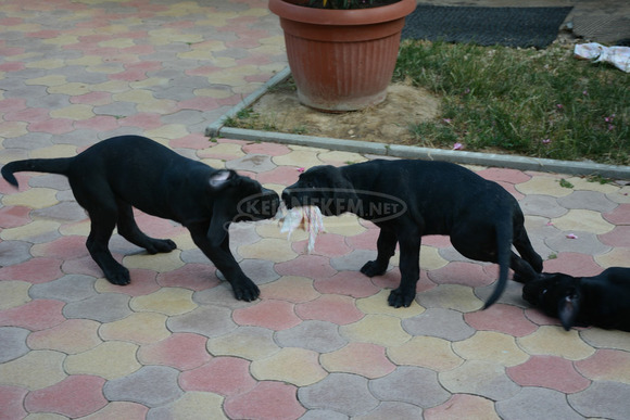 Cane Corso Kölykök Gazdát keressnek - 2/8