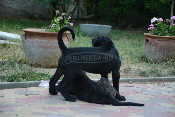 Cane Corso Kölykök Gazdát keressnek - 3/8