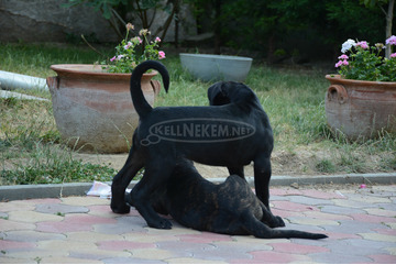 Cane Corso Kölykök Gazdát keressnek