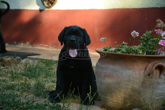 Cane Corso Kölykök Gazdát keressnek - 4/8