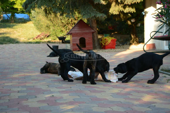 Cane Corso Kölykök Gazdát keressnek - 5/8