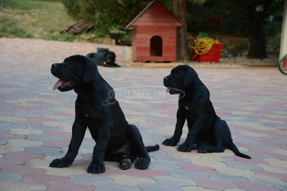 Cane Corso Kölykök Gazdát keressnek - 6/8