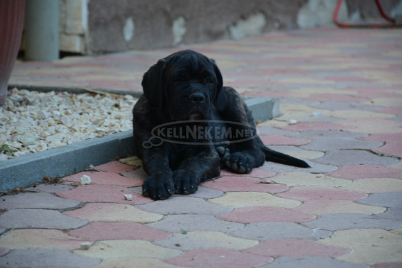 Cane Corso Kölykök Gazdát keressnek - 7/8