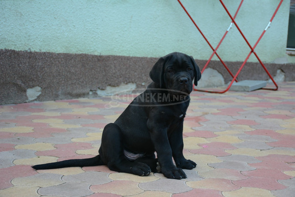 Cane Corso Kölykök Gazdát keressnek - 8/8