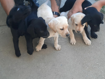 Labibabák költöznének Labibabák költöznének