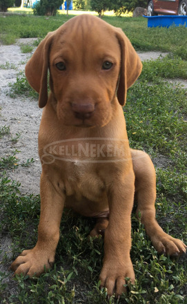 Magyar vizsla kiskutya - 1/2