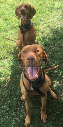 Magyar vizsla kiskutya - 2/2