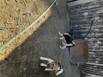 Foxterrier fajtajellegű kiskutyák