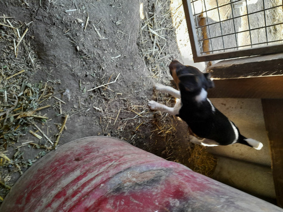 Foxterrier fajtajellegű kiskutyák - 2/6