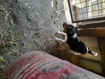 Foxterrier fajtajellegű kiskutyák