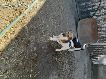 Foxterrier fajtajellegű kiskutyák