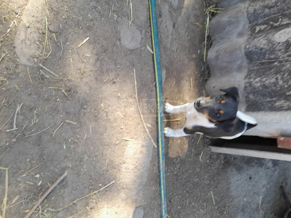 Foxterrier fajtajellegű kiskutyák - 4/6