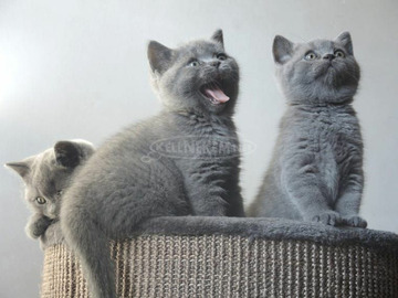 Brit rövidszőrű cicák Brit rövidszőrű cicák