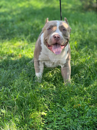 American Bully - 1/12