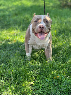 American Bully