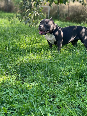 American Bully - 2/12