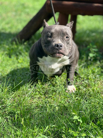 American Bully - 3/12