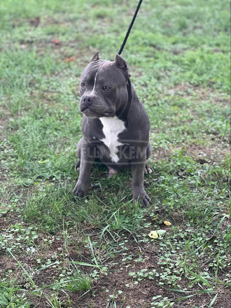 American Bully - 6/12