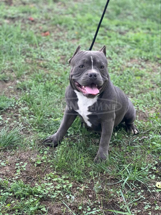 American Bully - 7/12