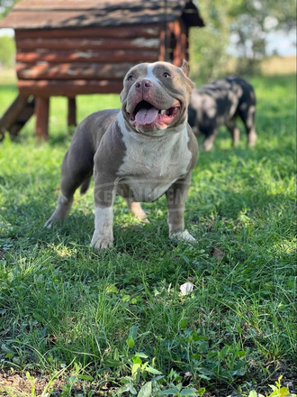 American Bully - 8/12