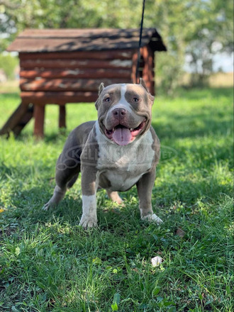 American Bully - 9/12