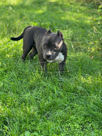 American Bully - 11/12