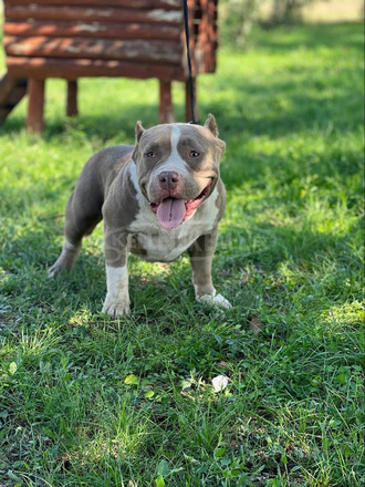 American Bully - 12/12