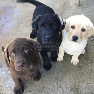 Gyönyörű labrador kiskutyák eladók