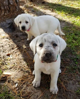 Gyönyörű labrador kiskutyák eladók