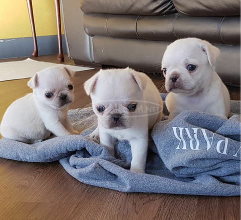 Gyönyörű mopsz kölykök eladók - 3/3