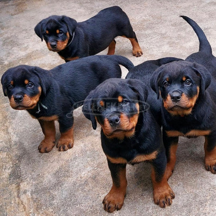 Fajtatiszta rottweiler kölykök eladók - 1/3