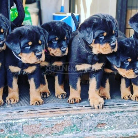 Fajtatiszta rottweiler kölykök eladók - 2/3